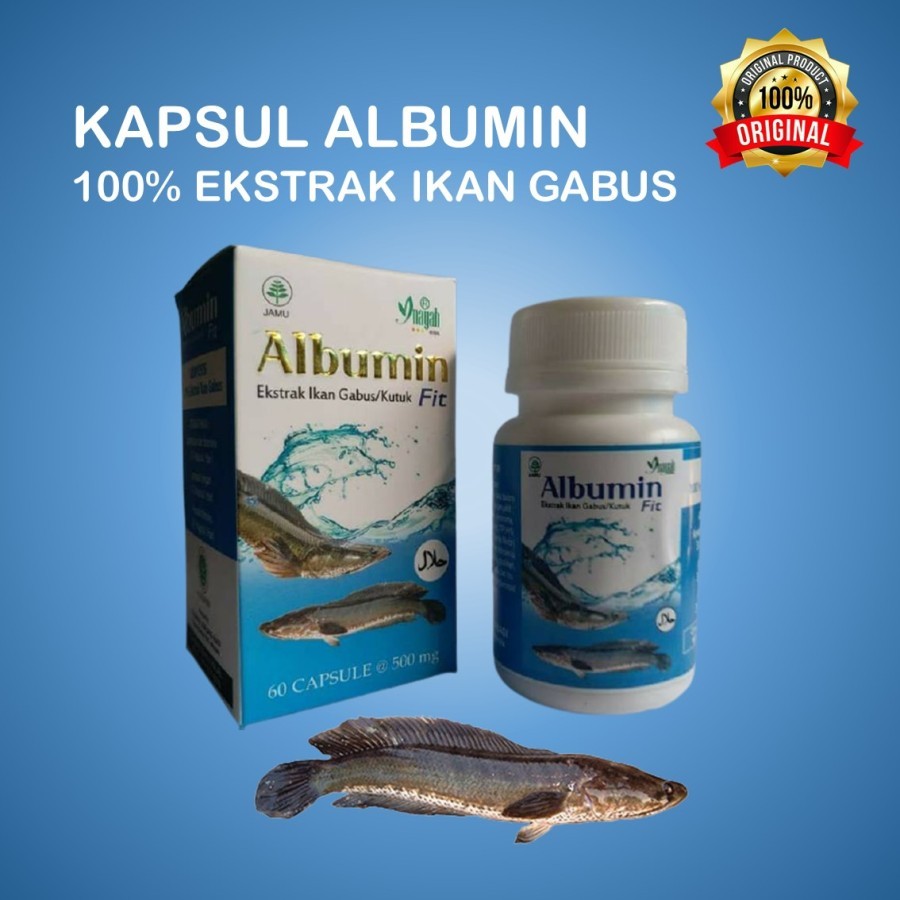 Albumin Fit Kapsul Ikan Gabus Kutuk Kapsul Albumin Ikan Gabus Original