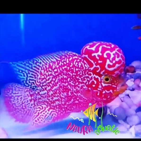Pemanis aquarium lohan kamfa red v2 pemakan pelet