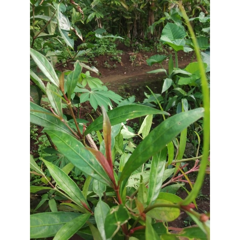 

bibit Daun Prasman Atau Daun Gabdarusa segar