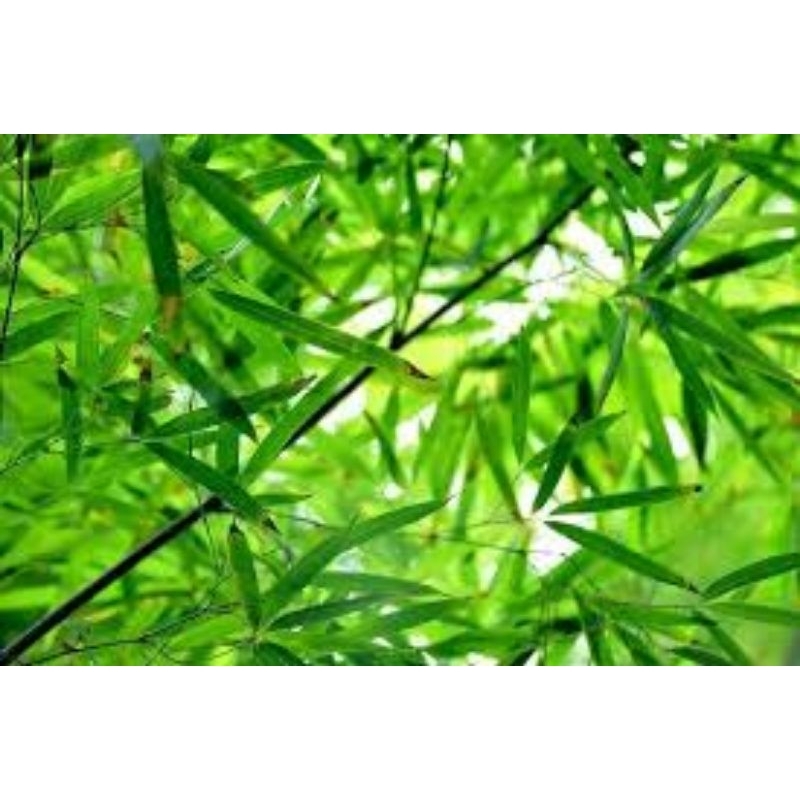 

Daun bambu jumbo segar 100 lembar