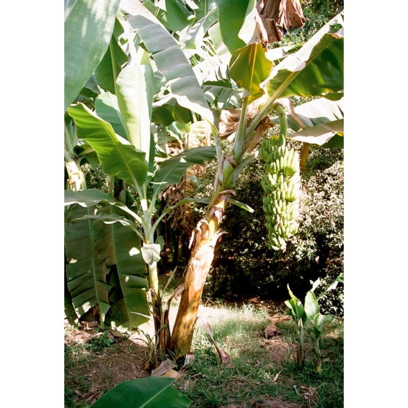 bibit pisang siam, pisang siem, pisang kedah, pisang madu manis olahan apa saja pisang madu