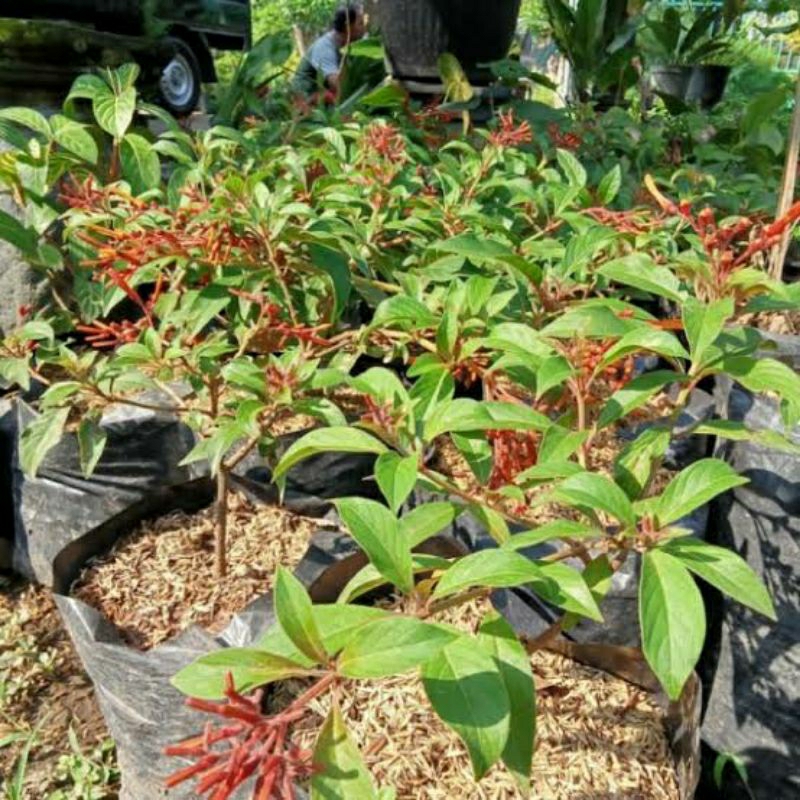 Bibit Tanaman Bunga Pusaka Orange Bahan Bonsai Murah (Tanaman Outdoor)