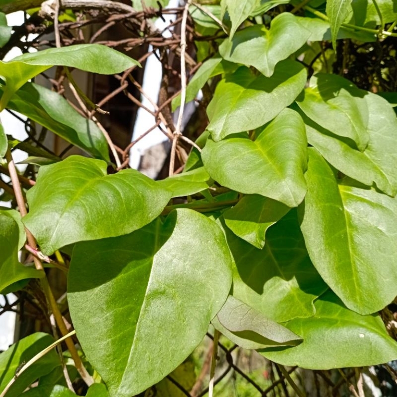 

Daun Binahong Hijau Fresh