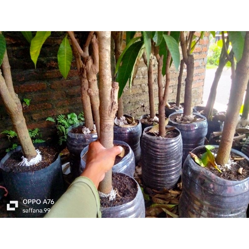 Pohon bibit Mangga kombinasi satu pohon 2 sampai 3 jenis