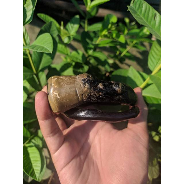 Gelang akar bahar hitam Bonggol/Berbatu alami jumbo