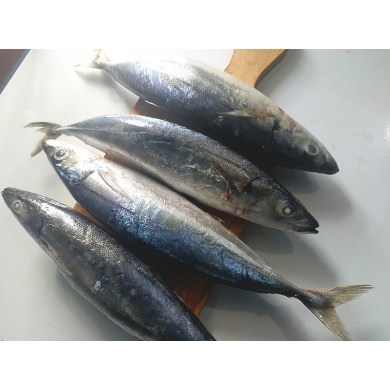 

Ikan Layang Jumbo 4-6ekor/kg, packing 5 kg Palmerah