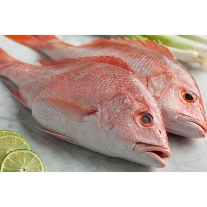 

Kakap Fillet 1Kg Frozen Qualitas Premium - Ikan Kakap