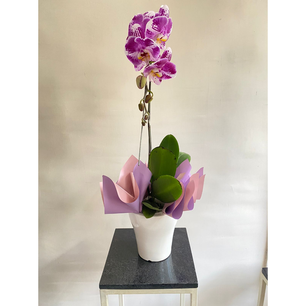 ANGGREK BULAN SEGAR 1 PLANT FLORIST SEMARANG