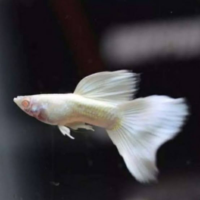 

Betina Guppy Platinum