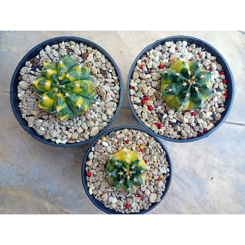 Kaktus Miha Hybrid seedling