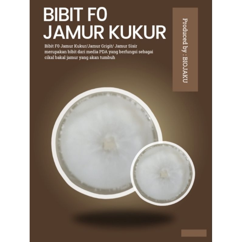 

Bibit F0 Jamur Kukur/Grigit/Sisir/Schizophyllum commune