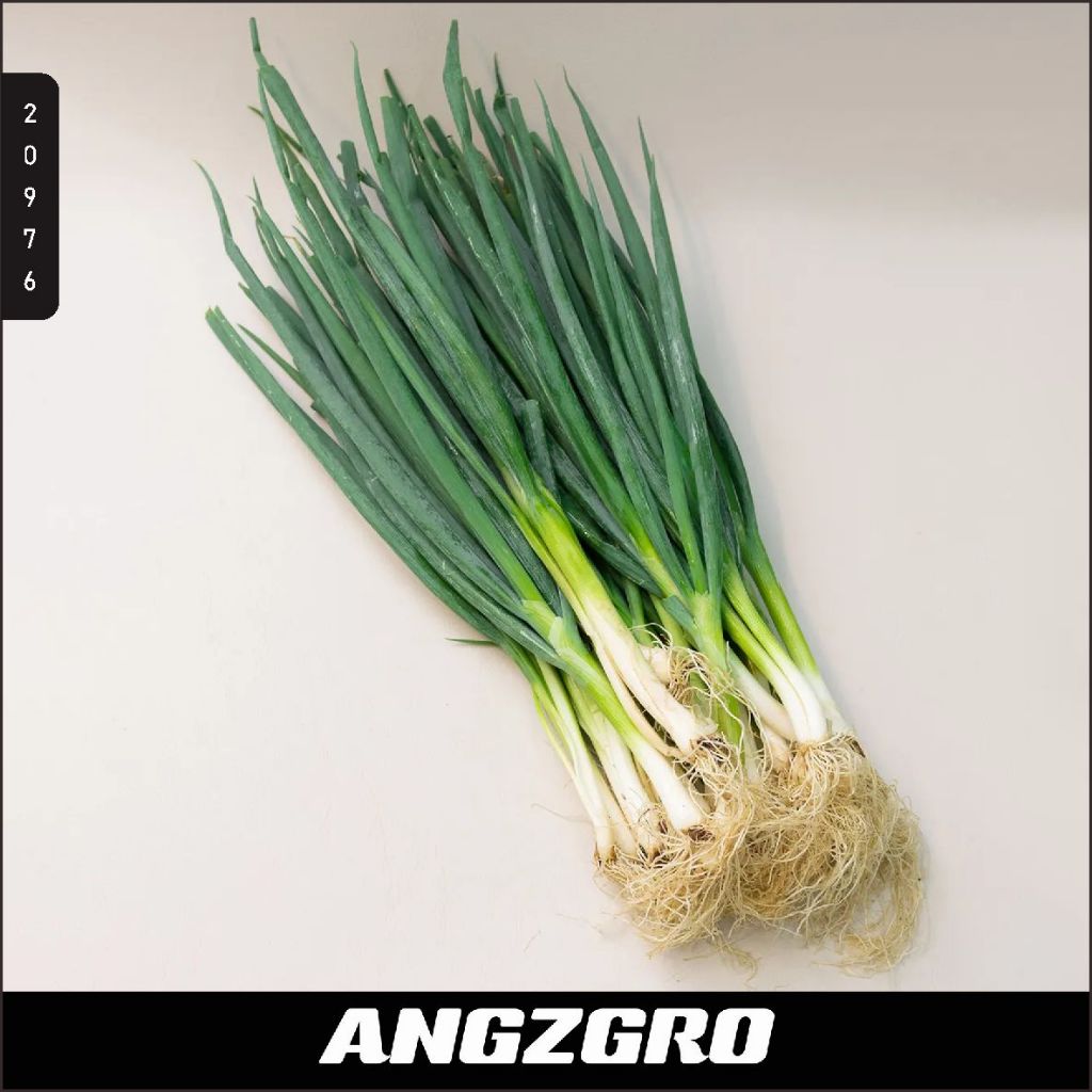 

Daun Bawang Besar 500 Gr