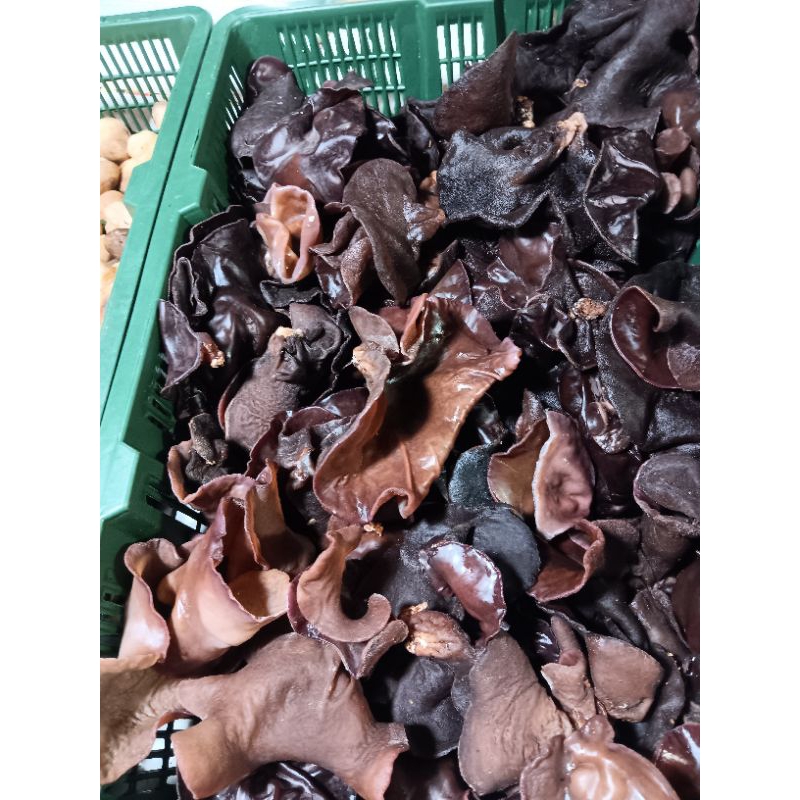 

jamur kuping segar 250gr