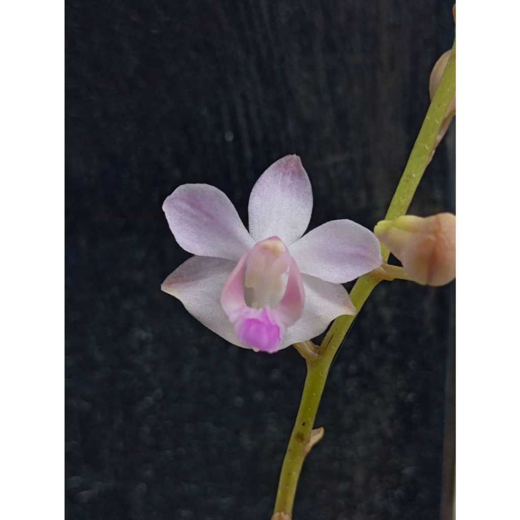 Anggrek Doritis pulcherrima Coerulea fma. semi alba