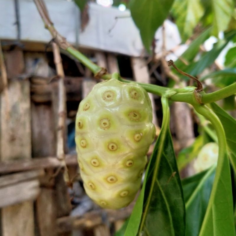 

Buah mengkudu liar Aceh, 1/2 kg