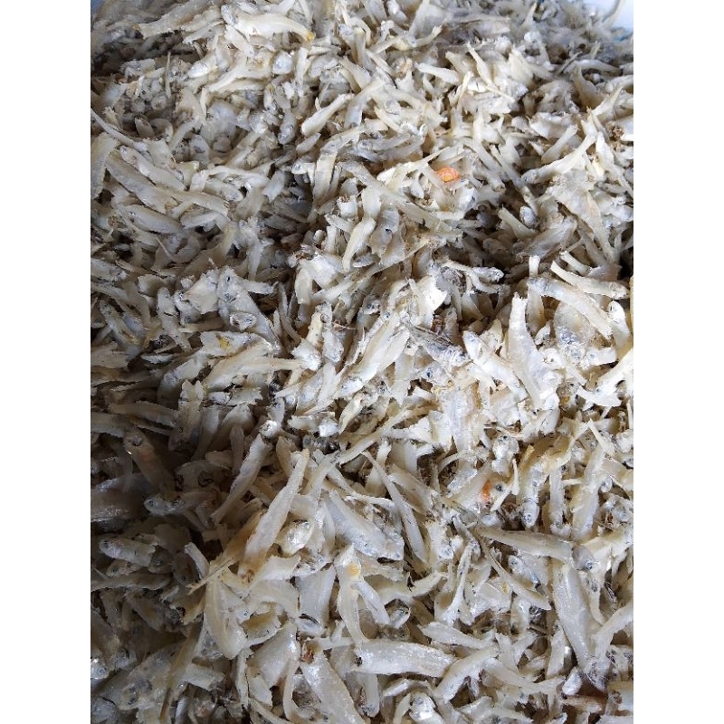 

teri pekto,teri gepeng,teri lemak