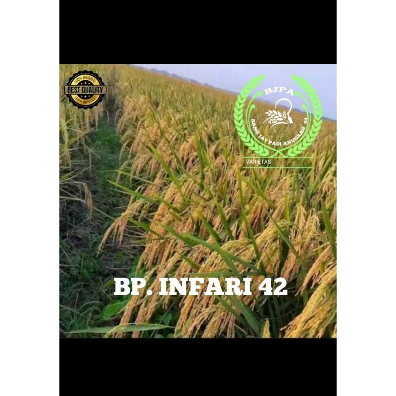 Benih padi infari 42 5kg