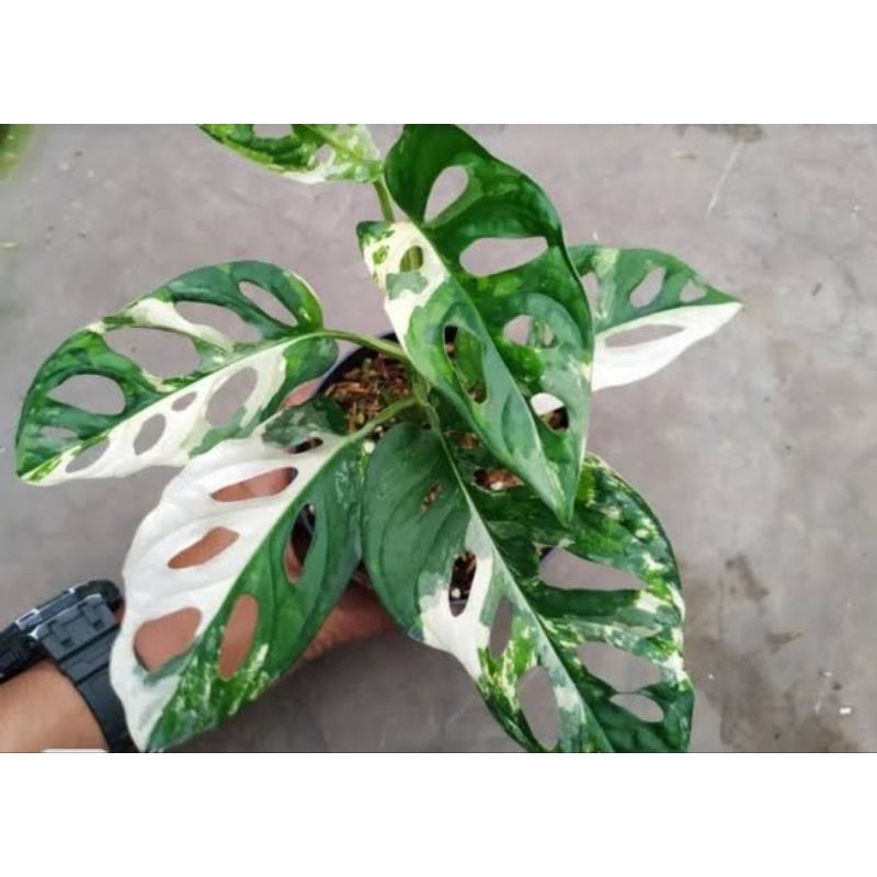 monstera adansoni/janda bolong varigata