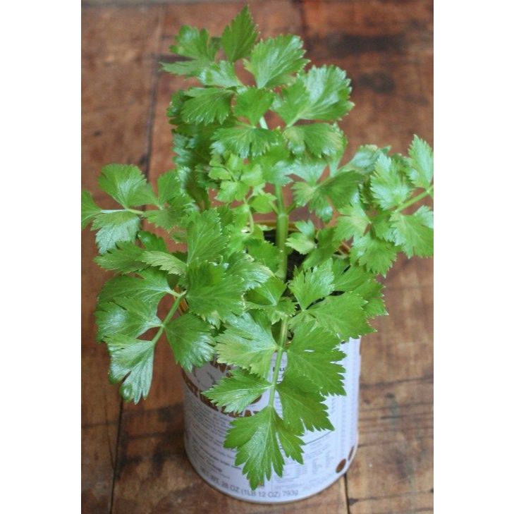 Berkahbaroka28 Benih Seledri Summer Green 10 Gram Known You Seed Tidak Cepat Menua