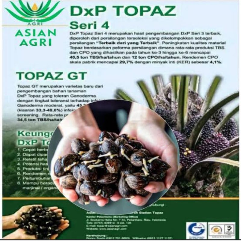 kecambah sawit Dxp Topaz Seri 4