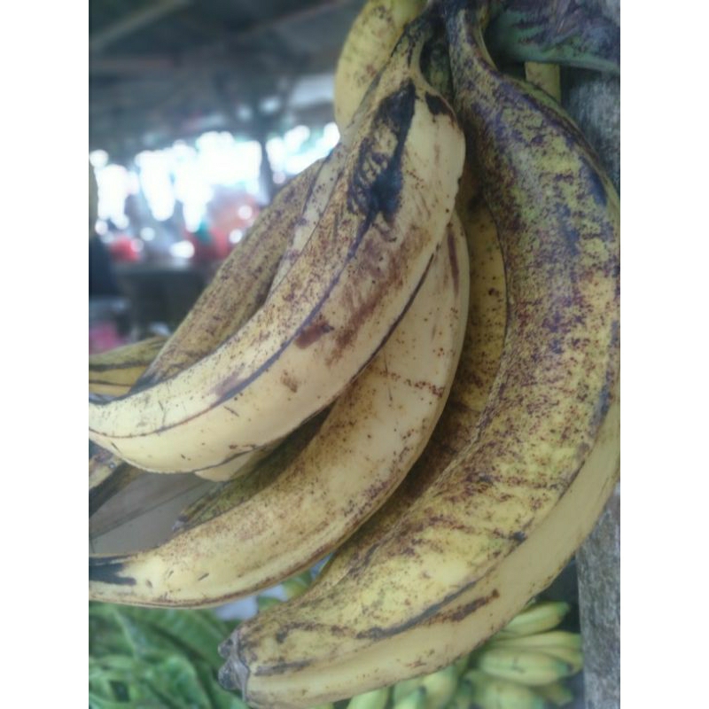 

PISANG TANDUK MADU SUPER 1 TANDAN ISI 15 BUAH PICS