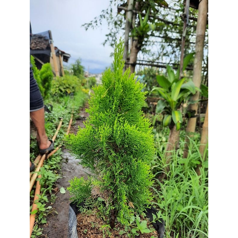 tanaman hias cemara hinoki