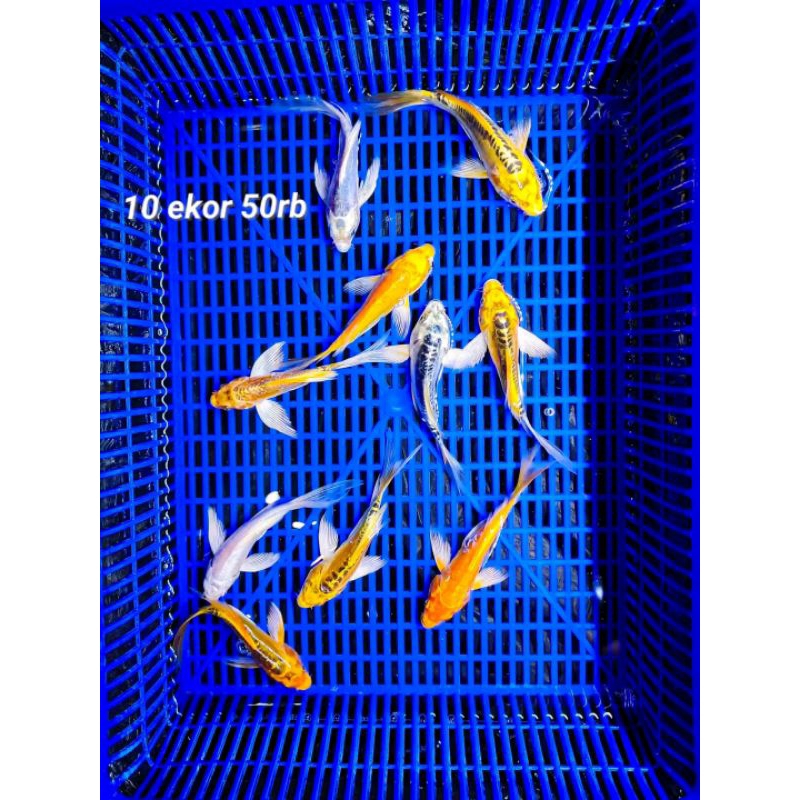 TERMURAH Koi Butterfly isi 10 ekor