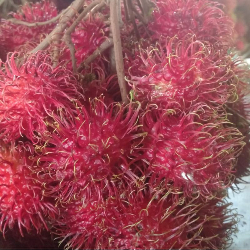 

RAMBUTAN NYONYA 500gr MANIS FRESH