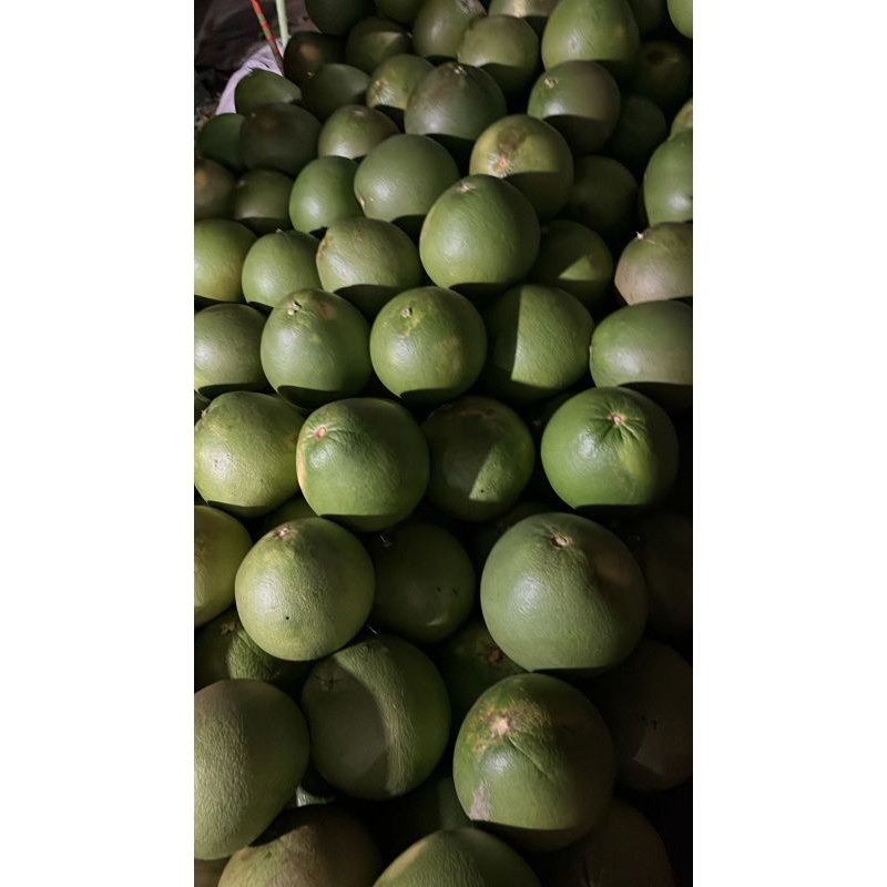 

jeruk pamelo berat 20kg