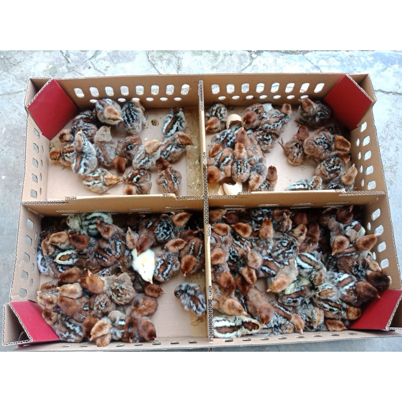 BIBIT AYAM ARAB JANTAN 90%10%BETINA ,/Box 102 ekor