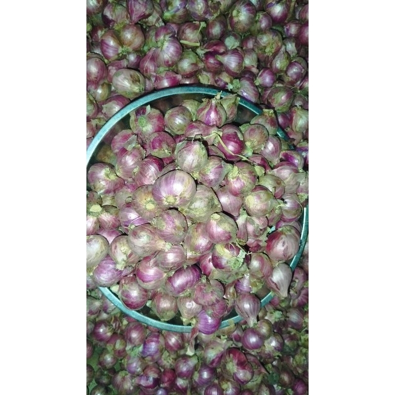 

BAWANG MERAH PADANG UKURAN BESAR