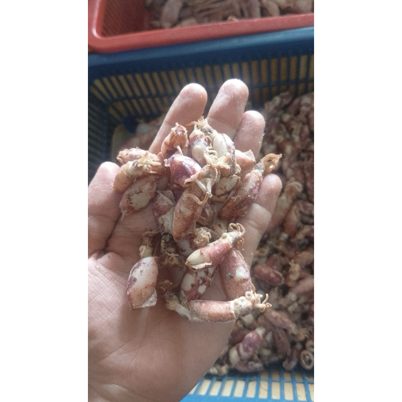 

BABY CUMI MEDAN 0.5 - 2CM 1kg