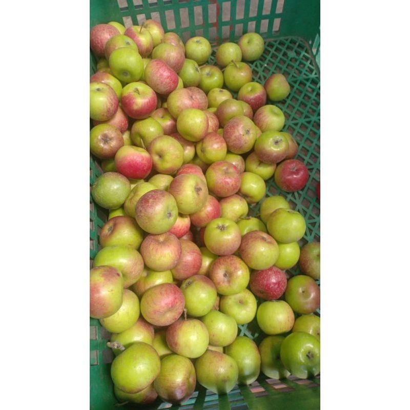 

Apel cery Rome Beauty/Malang berat 1kg