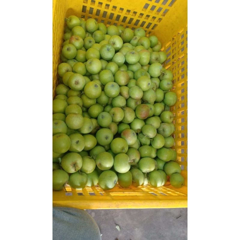 

Apel cery Manalagi Paket 10kg