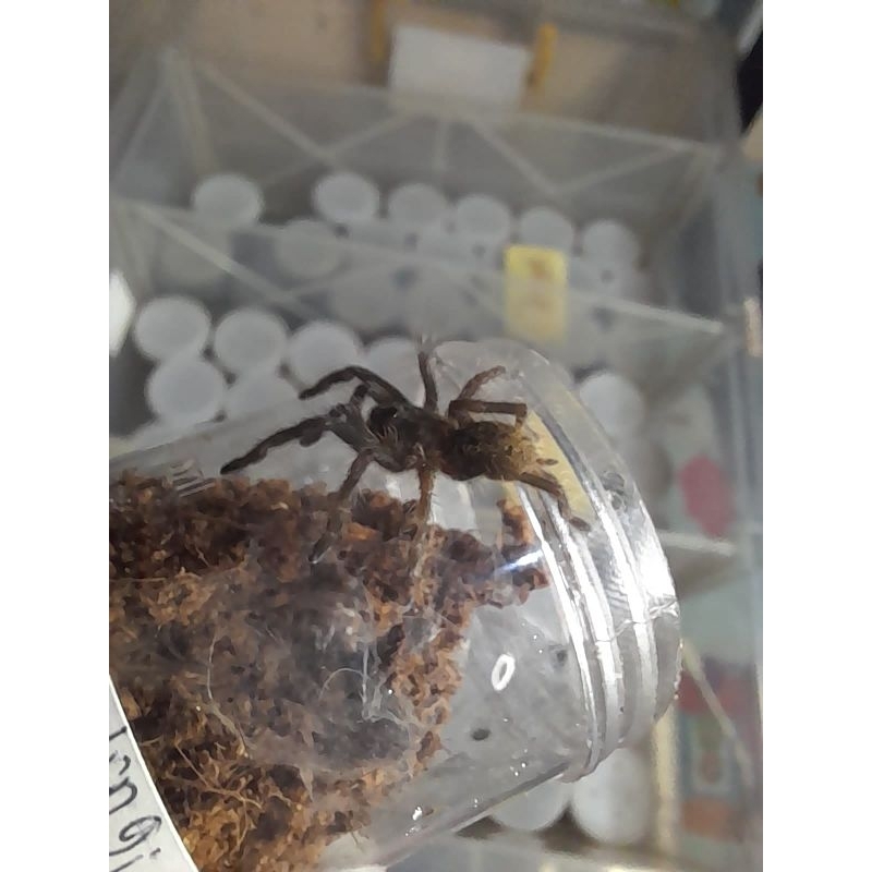 display tarantula ceratogyrus darlingi bisa berjalan