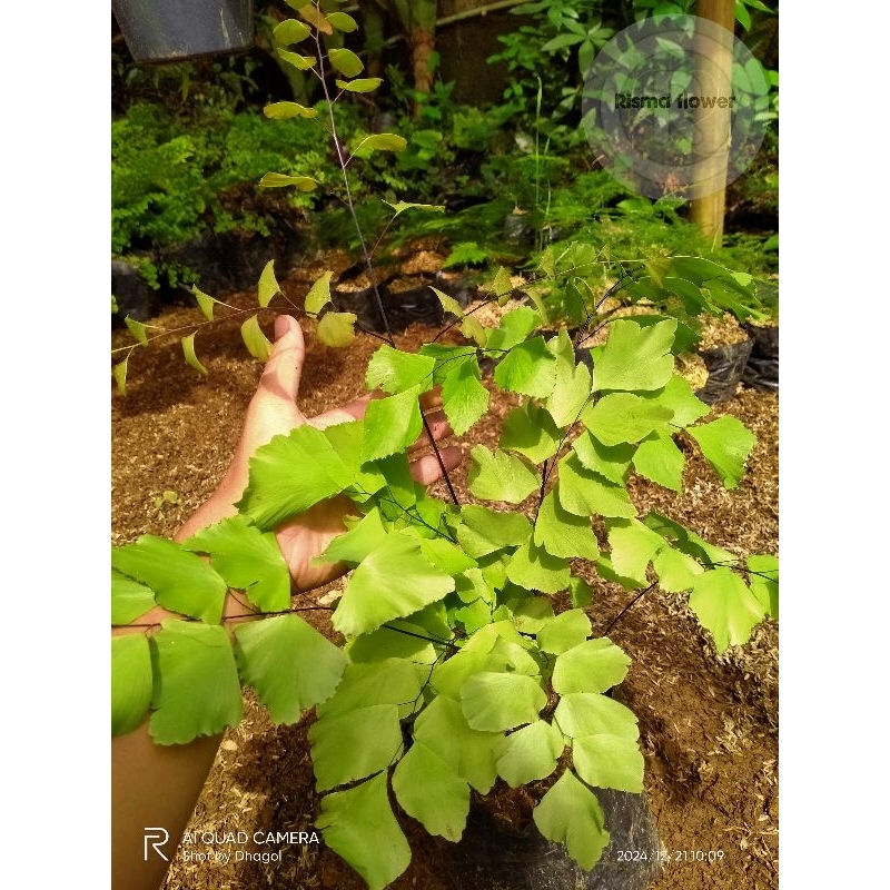 Pohon suplir daun besar - tanaman hias suplir dolar daun besar