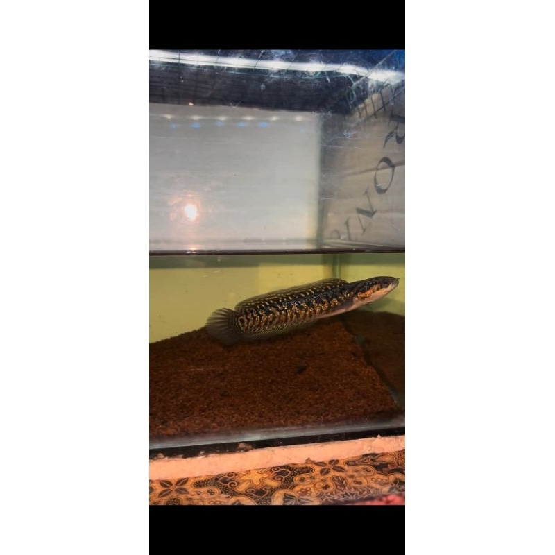 asiatica kalimaya rsp 10cm