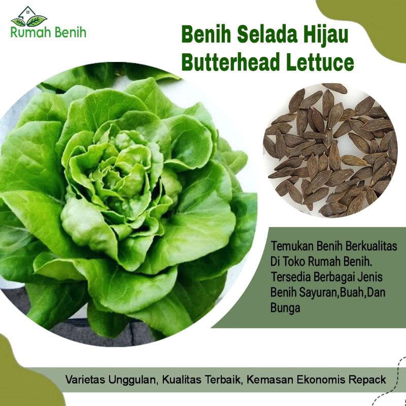 Benih Selada Hijau Butterhead Lettuce / Bibit Benih Selada Hijau / Biji Benih Selada Hijau / Benih S