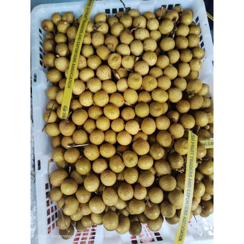 

KLENGKENG IMPORT MANIS