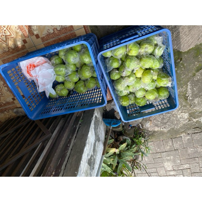 

JAMBU KRISTAL TANPA BIJI 3KG