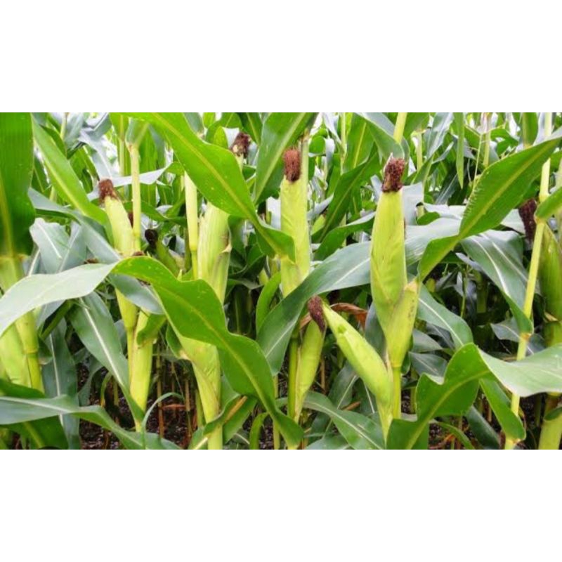 BENIH JAGUNG KRISTAL /JAGUNG KECIL JAGUNG UNYIL 500 g