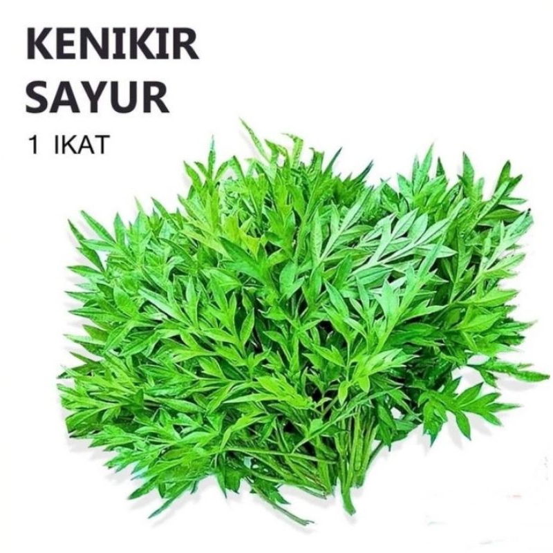 

DAUN KENIKIR SAYUR 100 g