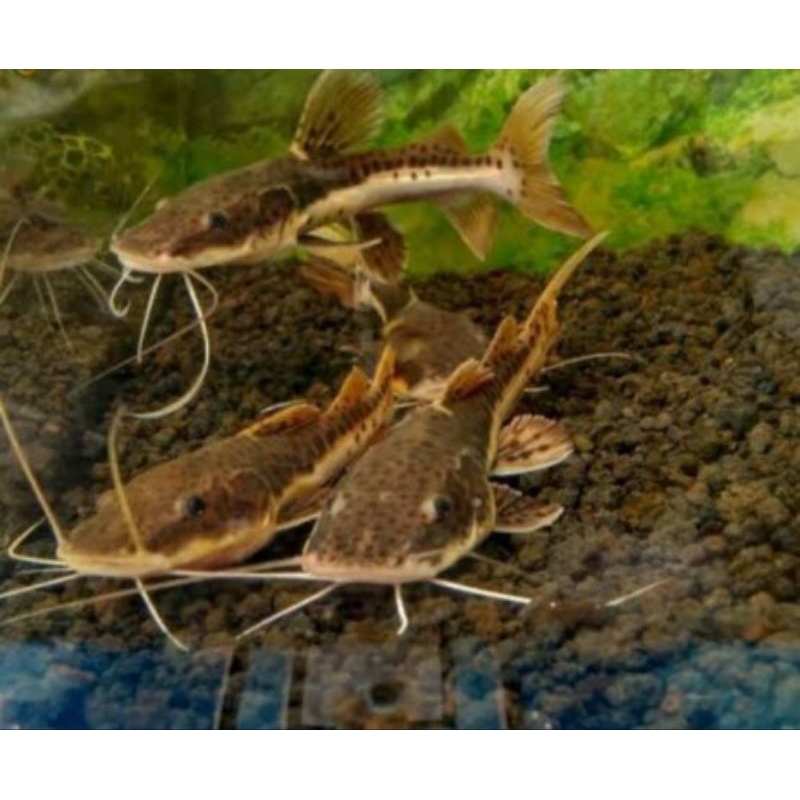 LAPAK LEOPARD CATFISH