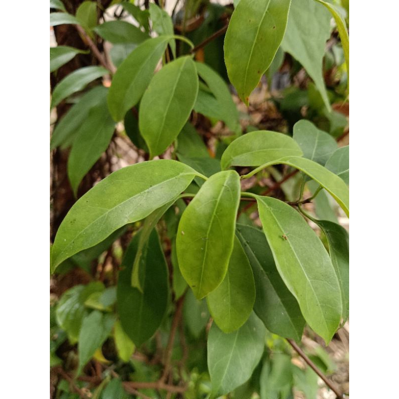 

daun Kusambi/ Daun Kusambi Padang/daun Kusambi rendang Belut