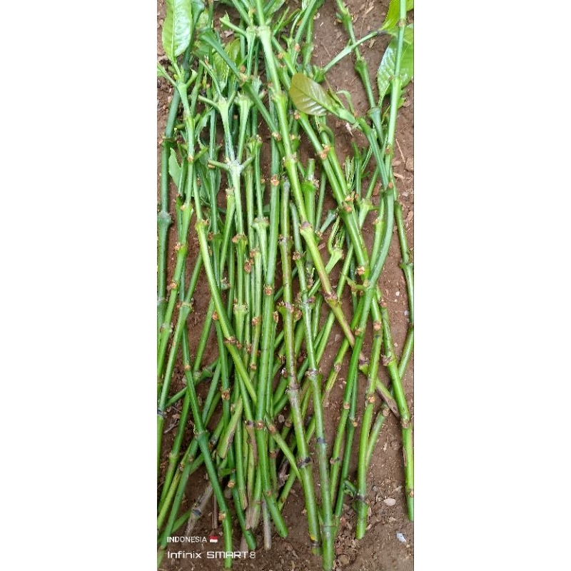 

ENTRES LAJURAN RANTING JENIS ROBUSTA LAMPUNG