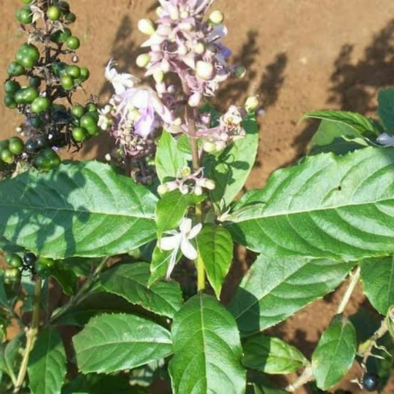 

daun Senggugu / srigunggu segar atau baru dipetik