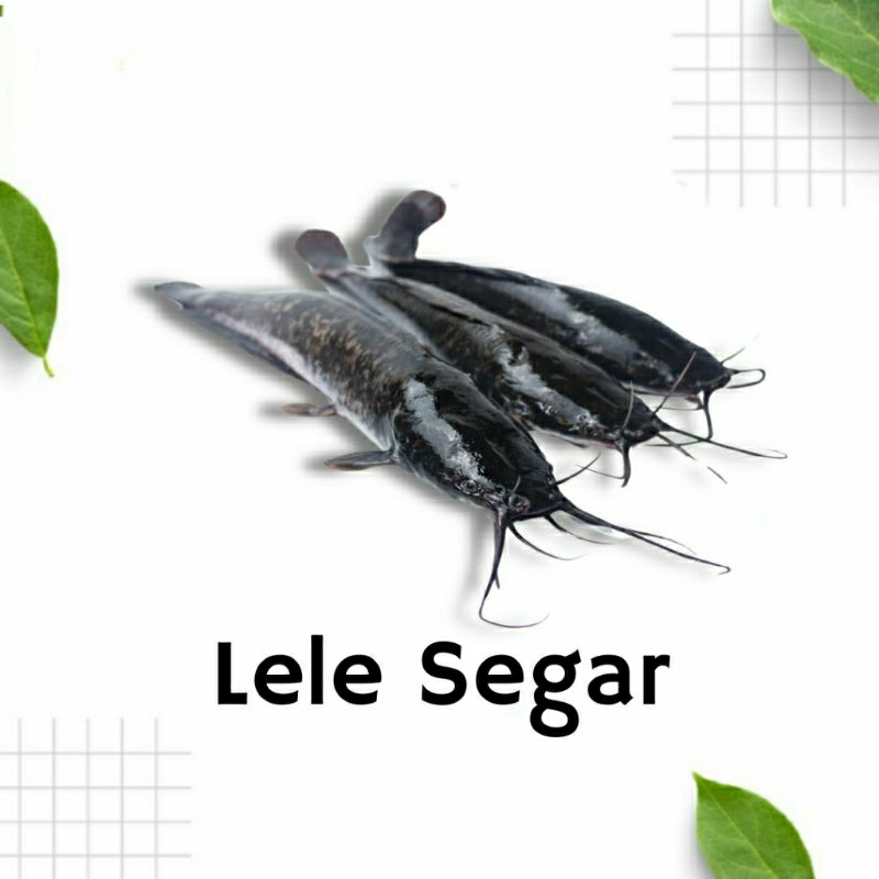 

Lele Segar Ternak Mandiri Utuh Betet 250gr 500gr 1000gr