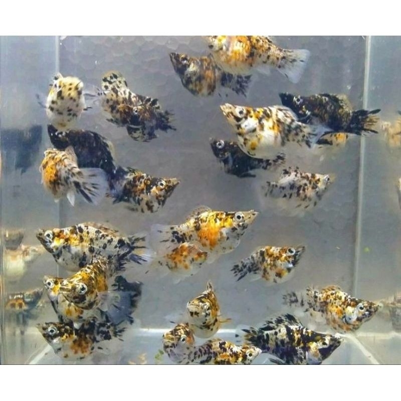 hiasan aquarium molly balon 3 colour jumbo