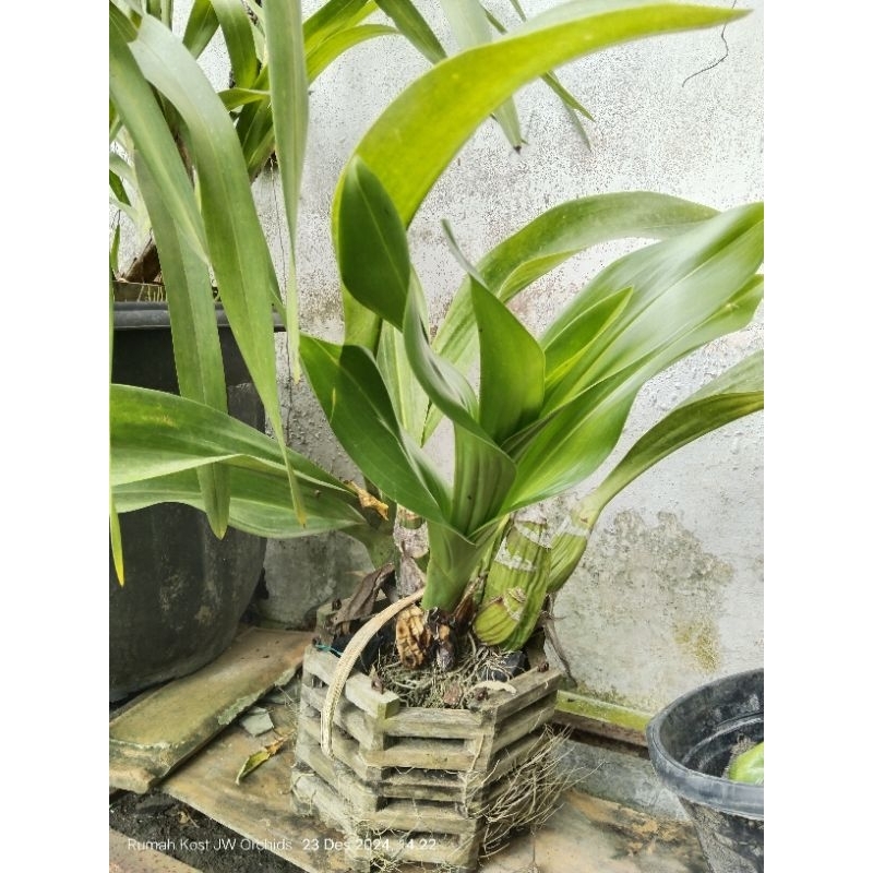 Grammatophyllum Marthae