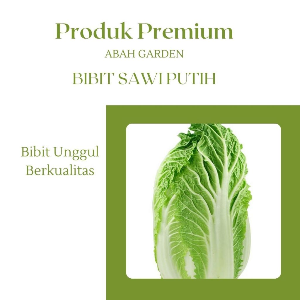 Benih Sawi Putih Bibit Sayuran sawi Putih Bibit Unggul